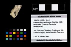 Foto (Objekt + Etikett) von Cracensigillatus acutirostrus (Moericke, 1889)  (NHMW-GEO-1990-0041-3926)